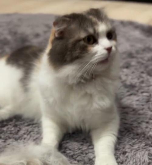 ブラッシングで抜けた毛から顔を離す猫
