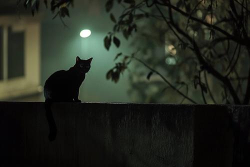 塀に乗る黒猫