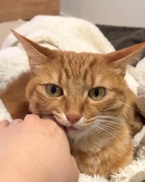 人の手と猫