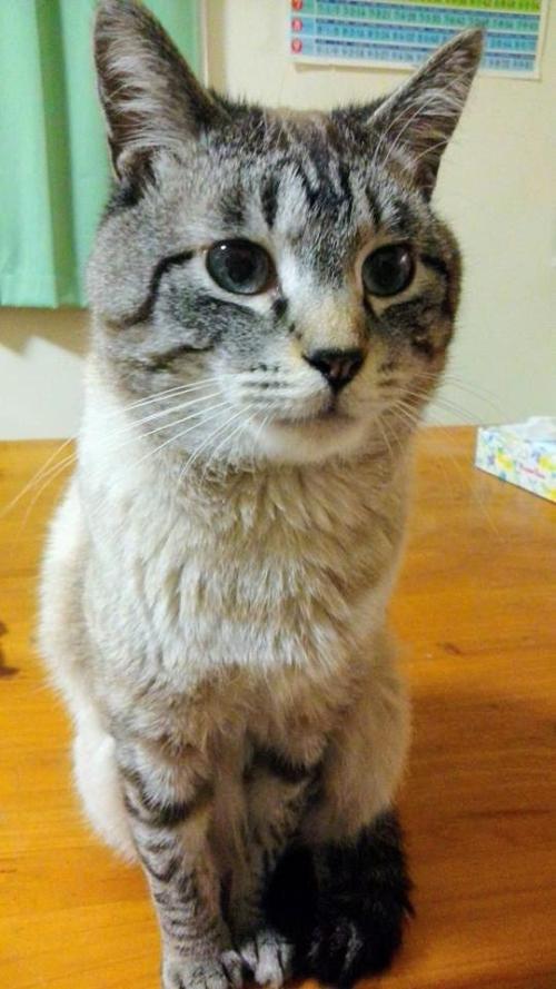 お座りする猫