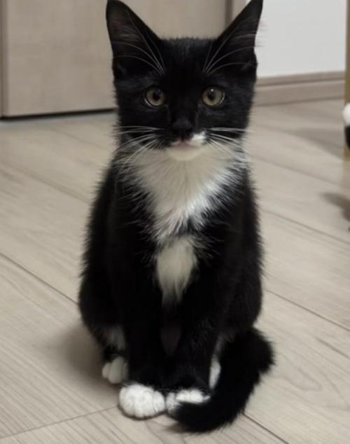 お座りする猫