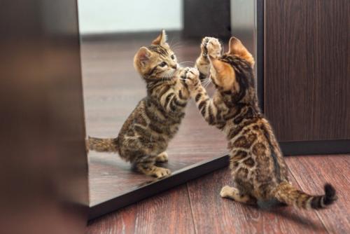 鏡で遊ぶ猫