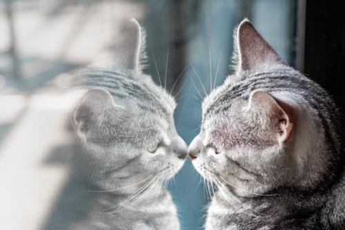 挨拶する猫