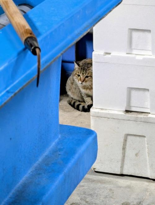 物陰にいる猫