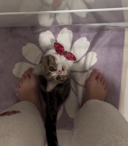 猫と人間の足