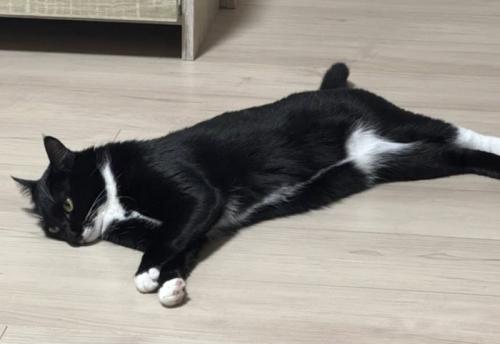 カッコイイ目つきの猫