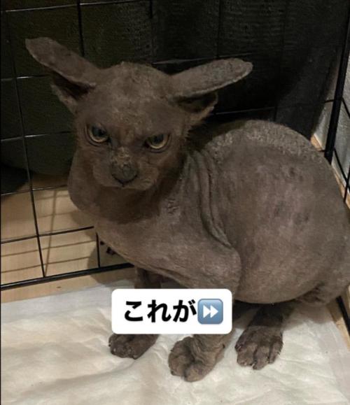 睨みつける猫