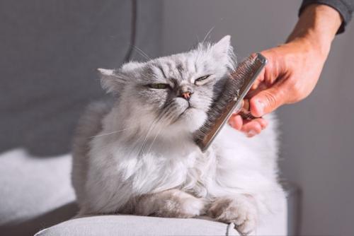ブラッシングされる猫