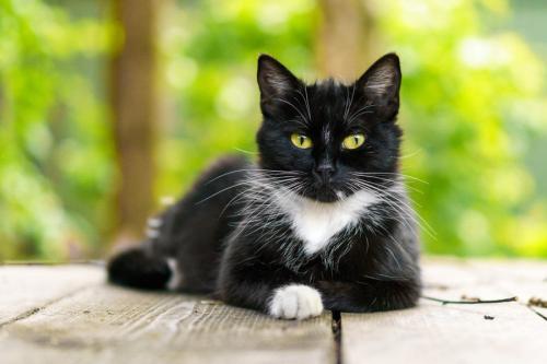美しい白黒猫
