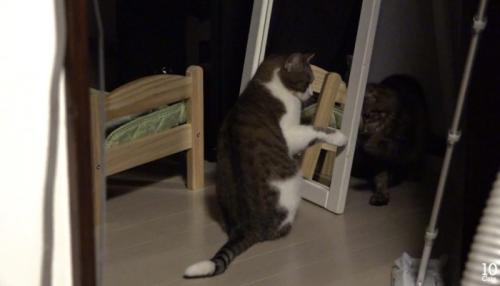 2匹の猫