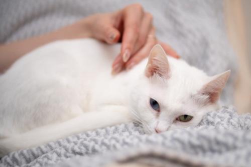 猫のヒゲ