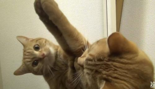 手を伸ばす猫