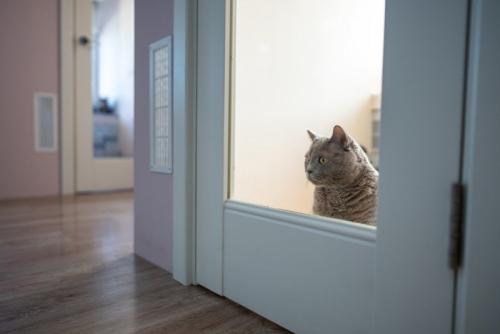 扉の前で佇む猫