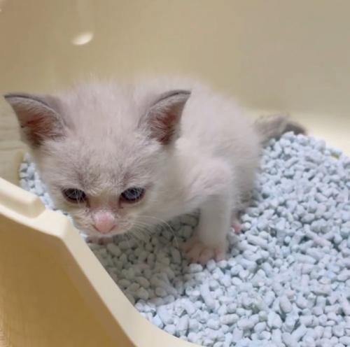 トイレの中で全身に力を入れる子猫