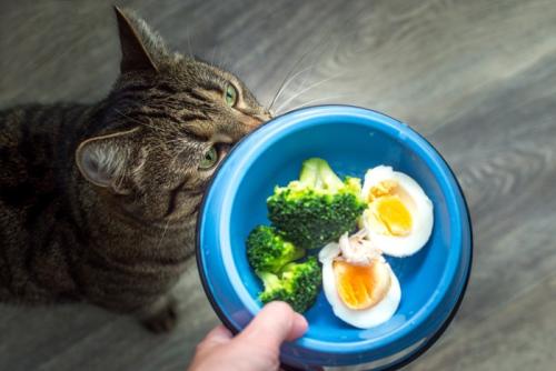 猫とブロッコリー