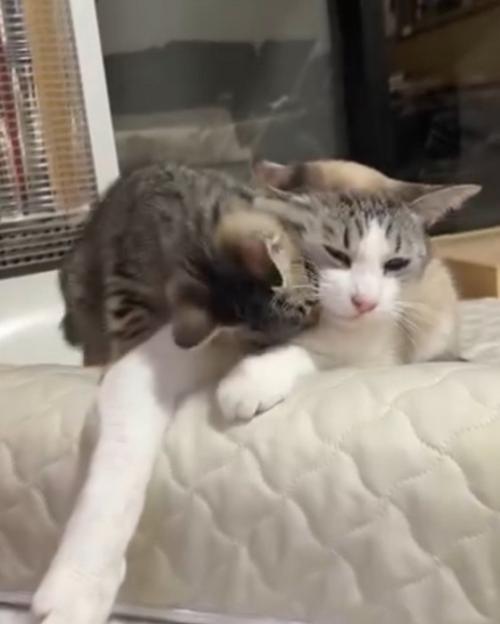 三毛猫にじゃれつくキジトラ柄の子猫