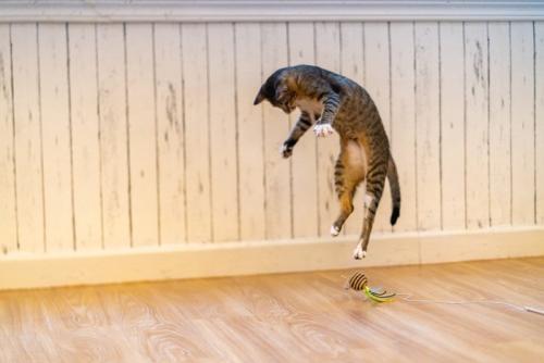 ジャンプする猫2
