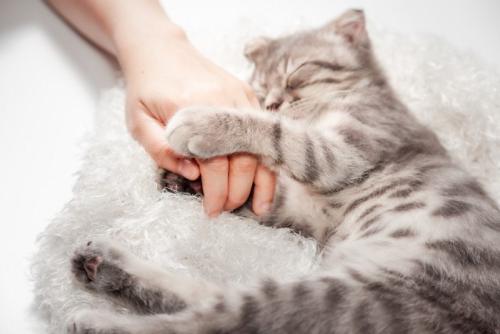 人の手にしがみついて寝る猫