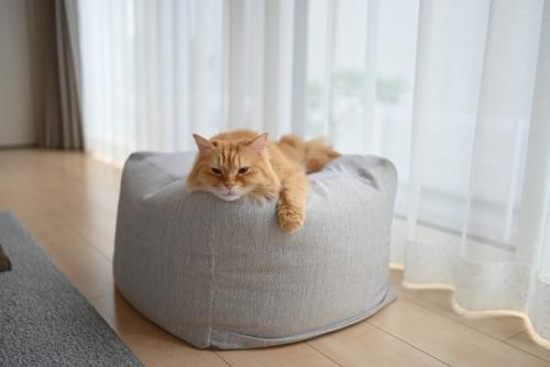 クッションでくつろぐ猫