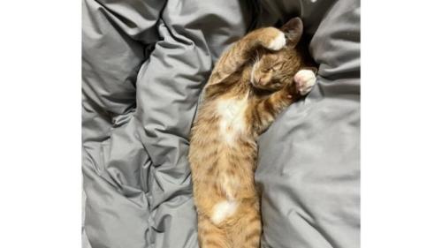 寝ている猫