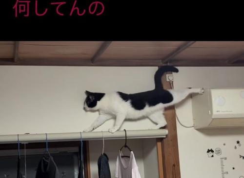 足を伸ばす猫