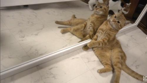 寄りかかる猫