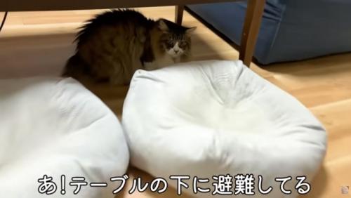 テーブル下に避難しているぽこまる