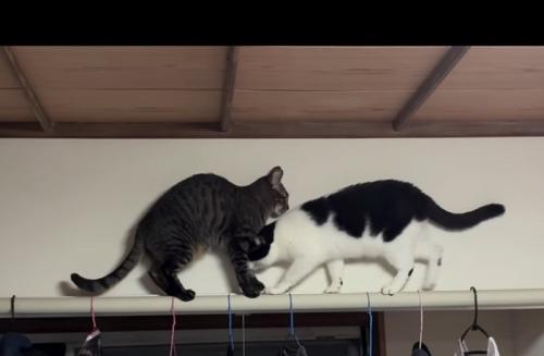 股下から通ろうとする猫