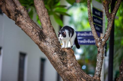 木に登る白黒猫