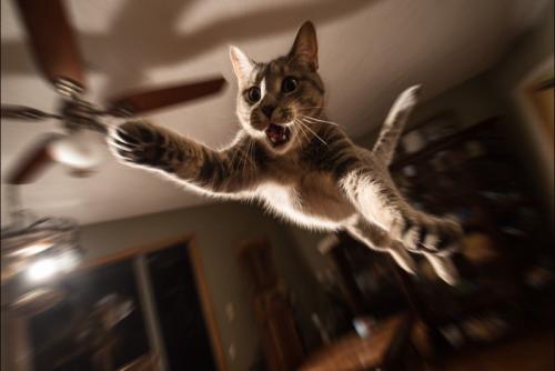 ジャンプする猫1