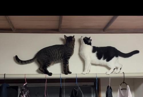 見上げる猫
