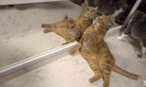 見つめる猫