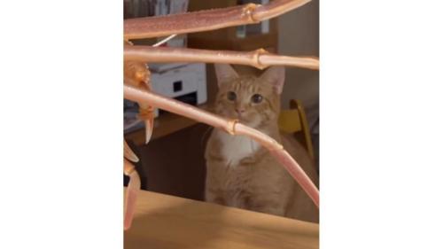 猫とカニ