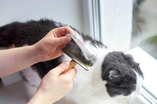 猫の毛
