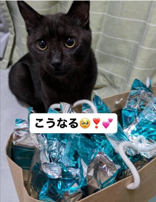 見上げる猫