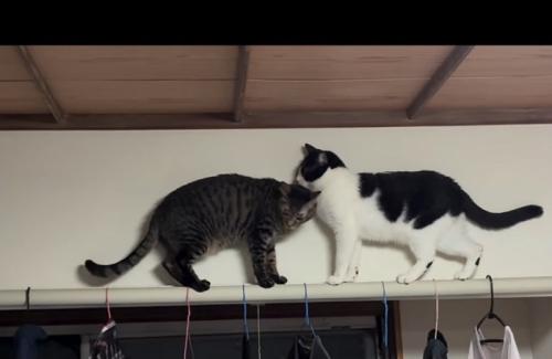 ぶつかる2匹の猫