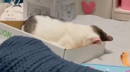 ふて寝する猫2