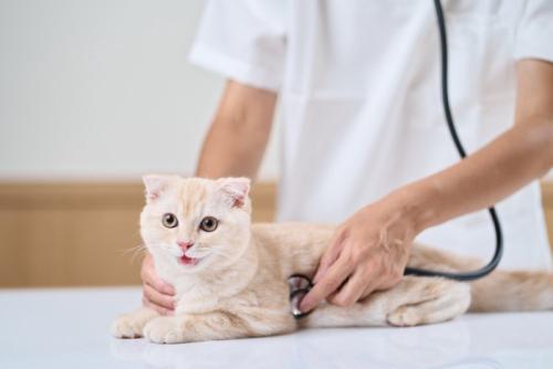 健康診断している猫