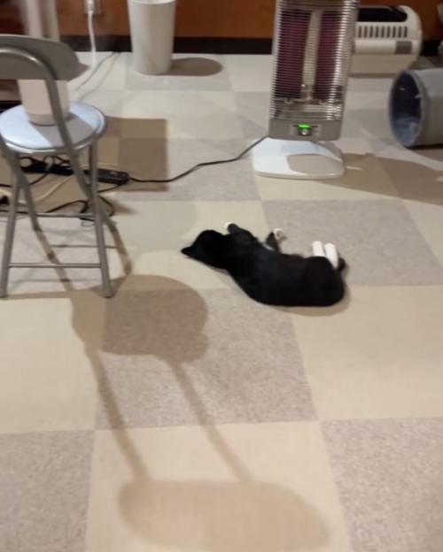 寝る猫