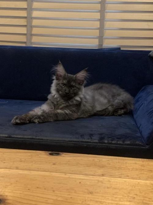 リラックスしている子猫