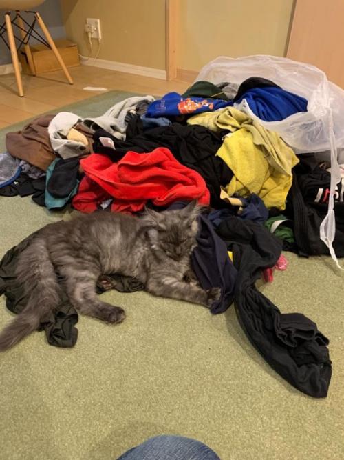 洗濯物に寄りかかる猫