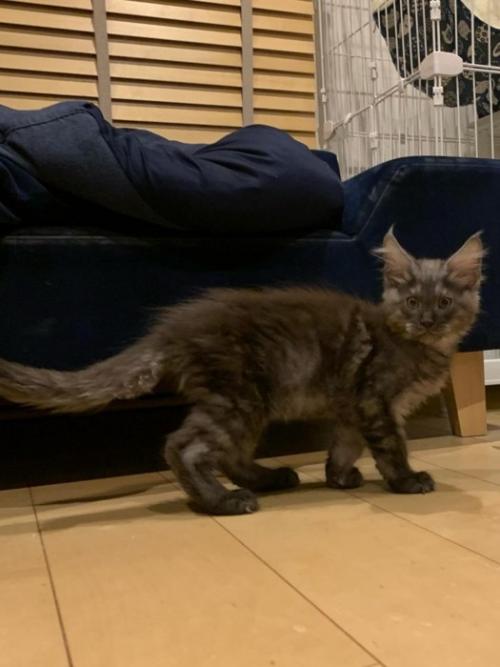 振り向く子猫
