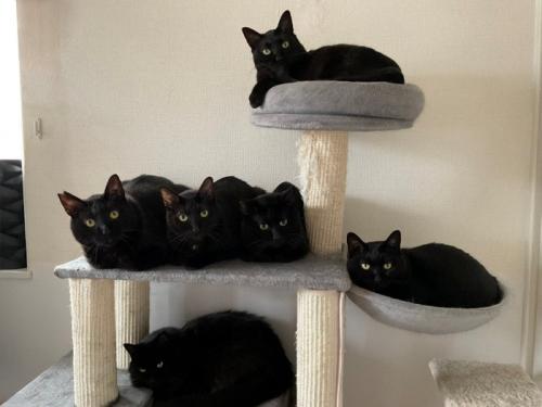 キャットタワーに座る黒猫たち