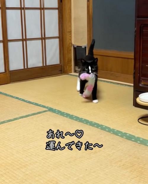 持参する猫