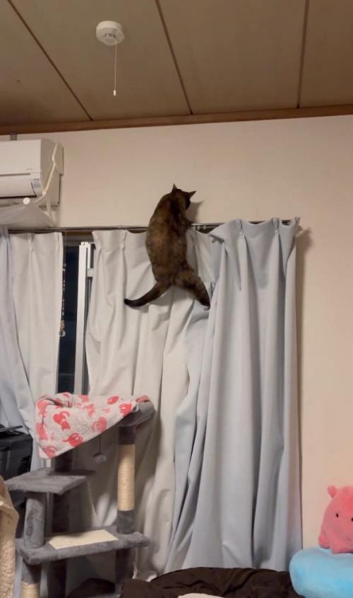 カーテンに登ろうとする猫