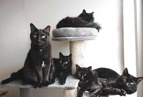 キャットタワーでくつろぐ黒猫たち