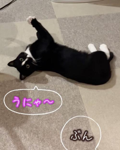 振り返る猫