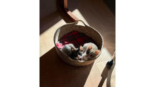 身を寄せ合っている猫たち