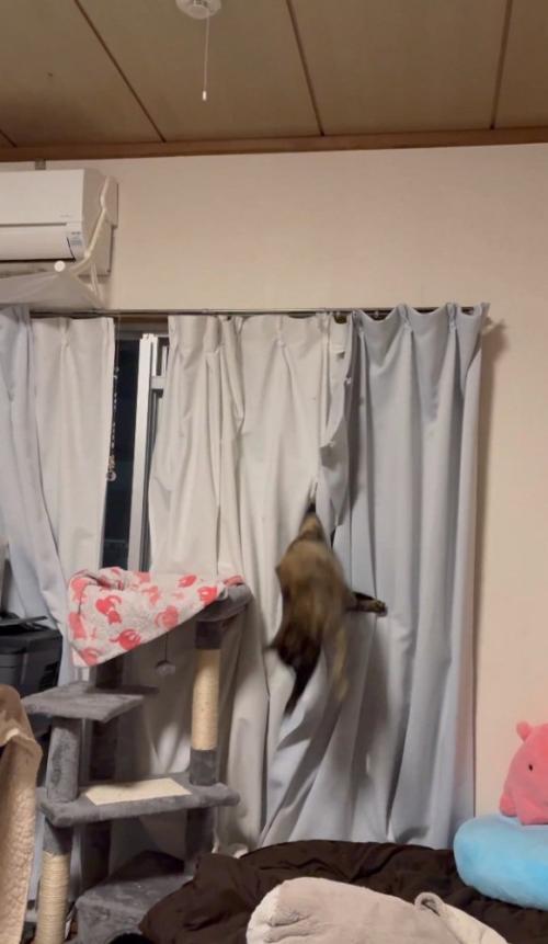 落ちる猫