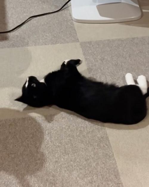 寝転がる猫